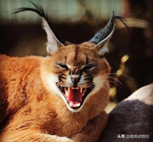 短尾猫 马来西亚:美国短尾猫打的过狞猫吗？