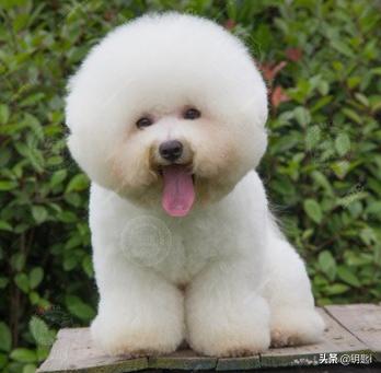 女王的柯基:你知道各大犬种的外号不？哪个外号让你印象深刻？
