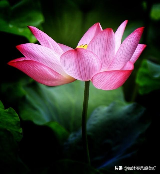 何花:何花为什么就是火不起来？