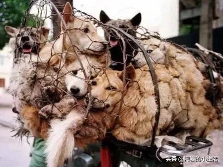 小小熊犬业:如何看待农村“偷狗人士”？