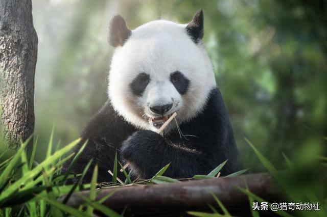 【大熊猫如果若干年以后繁殖的像猪一样多，国家还会列为珍稀动物吗？】图2