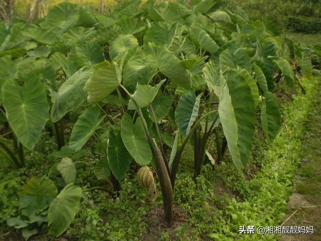 头条问答 种植芋头除了吃茎以外 芋头杆子又有哪些用途呢 湘湘靓靓妈妈的回答 0赞