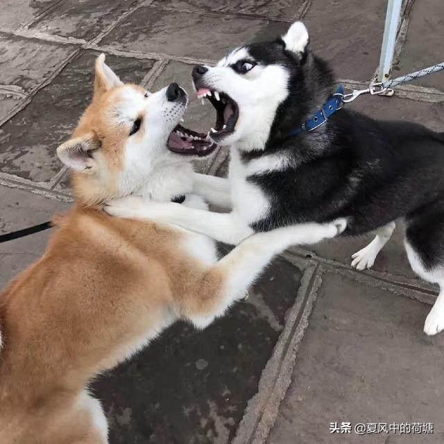 哈斯奇搞笑图:有没有养二哈的朋友？说说你们的感受吧？
