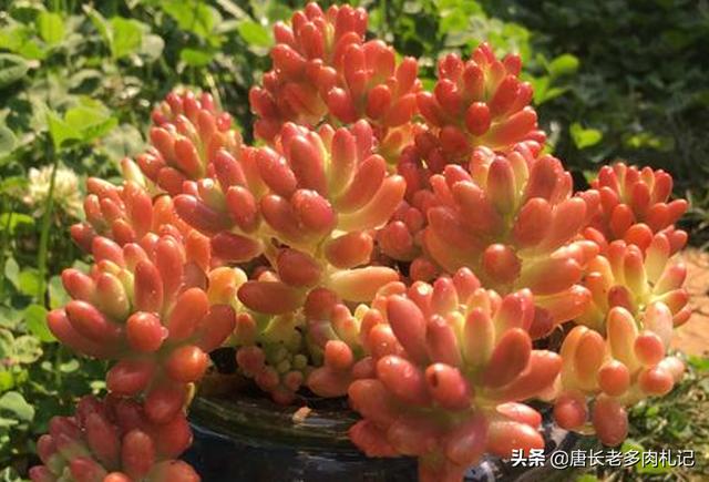 虹之玉 长高 怎么办:虹之玉零下2℃会死吗？为什么？