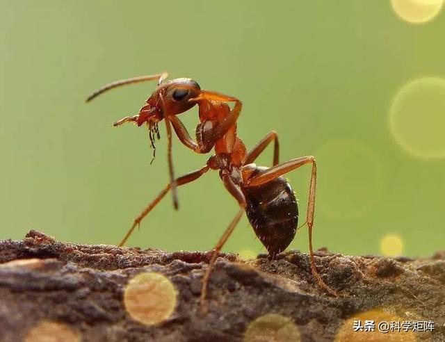 土丁是什么生物，蚂蚁明明就是彻彻底底的三维生物，为什么那么多人说它是二维生物
