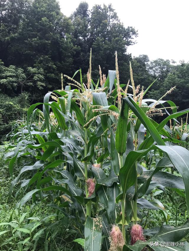 藤茶的价格为什么差别这么大,为什么蜂蜜价格差那么多？