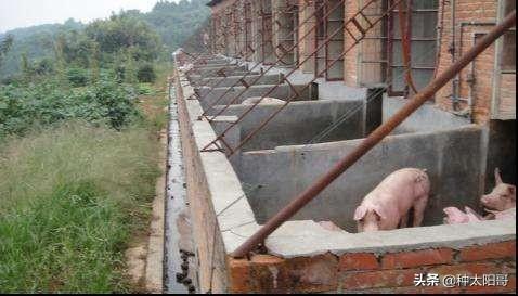 怎样建猪舍，家庭养猪怎样建猪舍