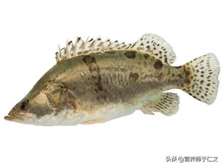 明日之后淡水观赏鱼种类介绍:《明日之后》游戏新增稀有鱼类“锦鲤”怎么钓？有什么技巧吗？ 明日之后鱼类大全及获取方法