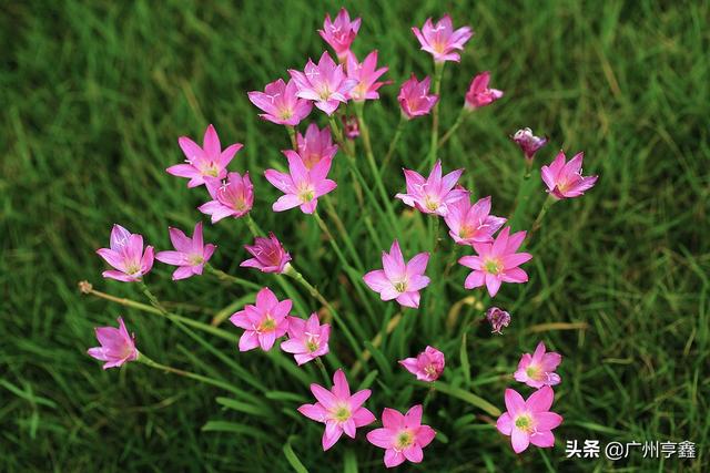 葱兰:葱兰为什么一直还不发芽？