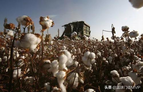 新疆棉花事件始末，如何看待蔡依林在“新疆棉花”事件中，成第一位被品牌解约的明星
