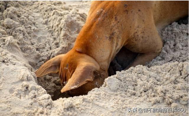 豆柴犬自己盖被子:狗狗如厕的姿势可以看出性格吗？如果有，是怎样反映的？