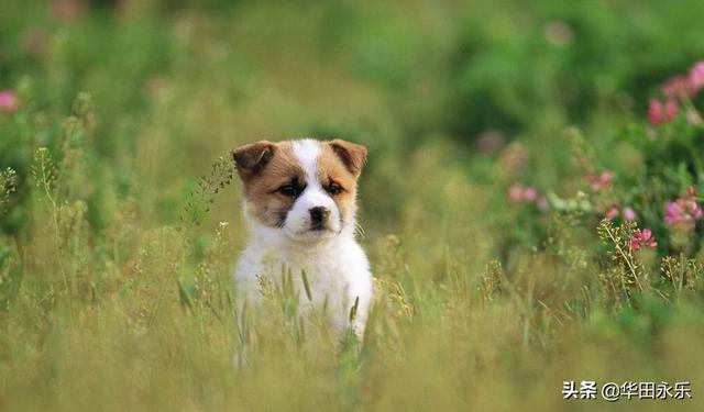 泰迪犬怎样训练不叫了:泰迪小狗小时蛮乖不乱叫，过了几个月长大了每天叫怎么办？