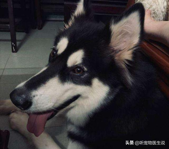 保定哪有宠物医院大全:为何宠物医院的价格都很贵？ 保定农大宠物医院