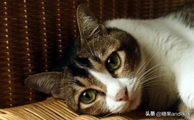 离家的猫:养了很久的猫，离家出走了。是什么体验？