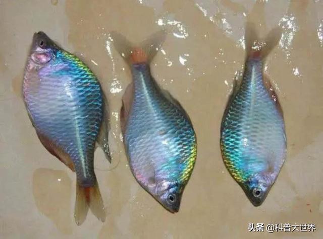 澳洲彩虹鱼鱼图片:这种有着彩虹颜色的鱼叫什么？是鳑鲏吗？它是新物种吗？