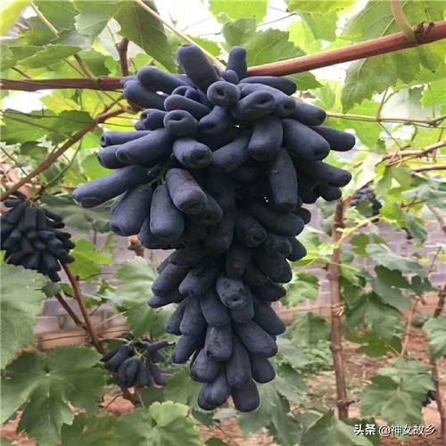 蓝宝石葡萄种植方法:蓝宝石葡萄种植开新芽怎么管理？