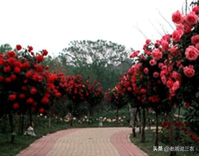 月季花的栽培与管理:月季苗一年四季都适合栽种吗？如何养护？