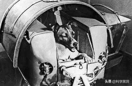 莱卡犬:当年送上太空的猩猩，按指令完成任务后，回到地球却成了什么模样