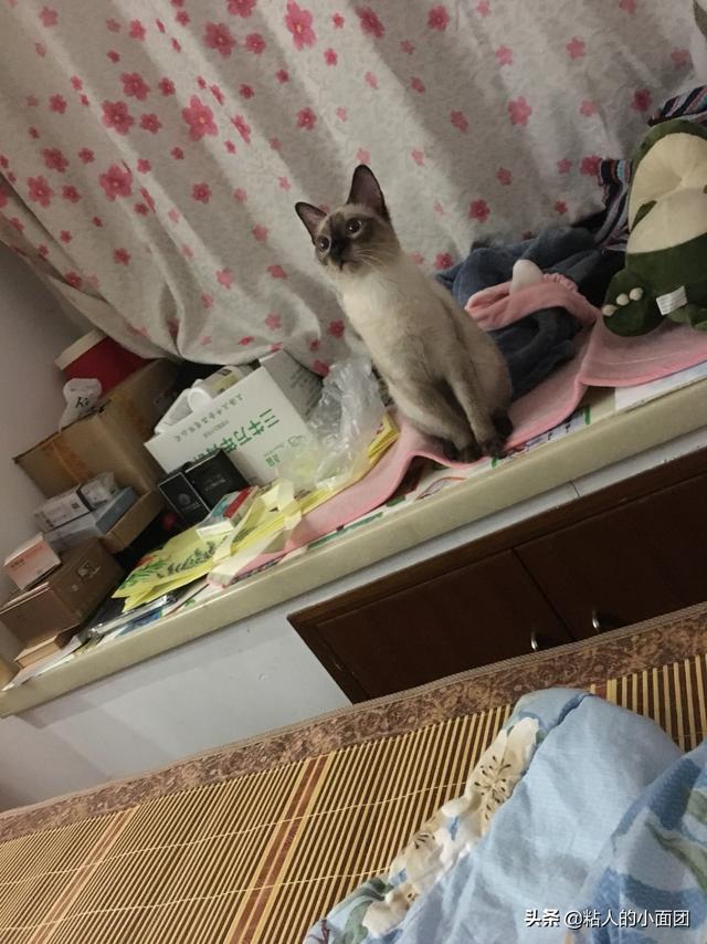 猫的种类:什么品种的猫最温顺？最可爱？