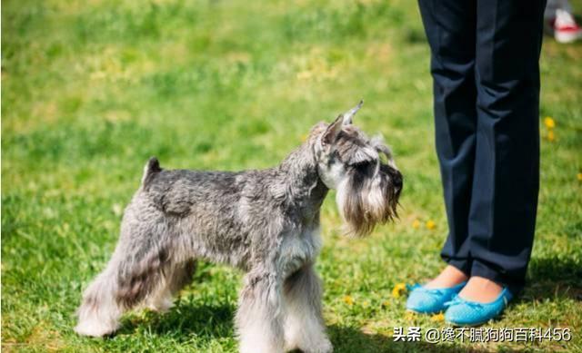 雪纳瑞犬北京宠物论坛:雪纳瑞不吃狗粮怎么回事？