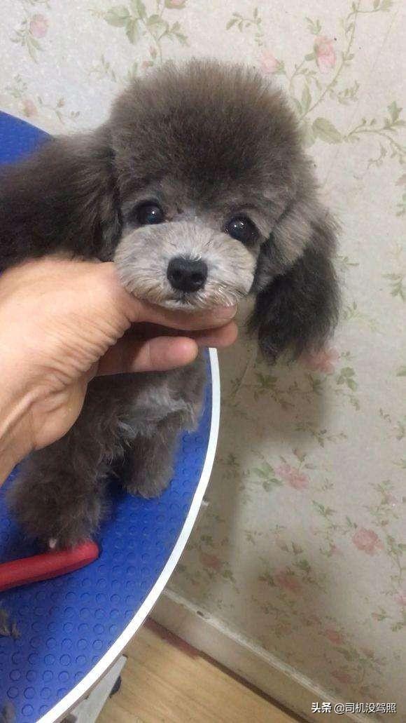 女生为什么不能养泰迪事情:说说你们家里养的泰迪犬，都害怕做什么事情？