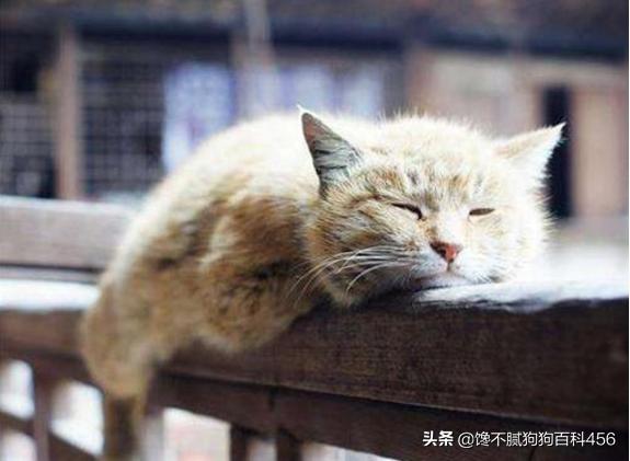 欧洲短毛猫1011欧洲短毛猫:寿命短的猫咪一般会有什么特征？