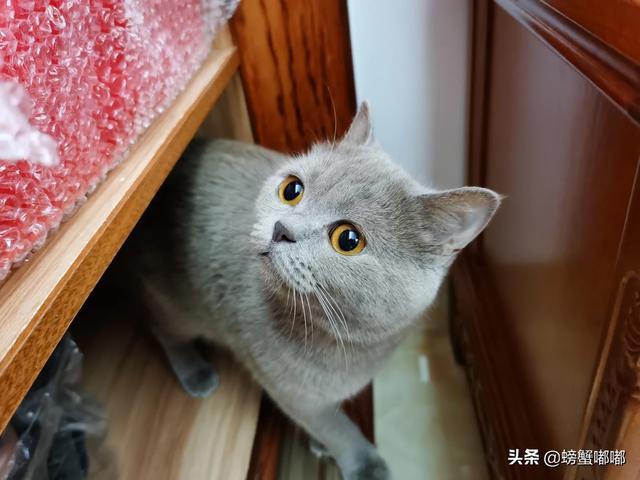 布偶猫图片:买了布偶猫几天就不想养了，怎么办？ 布偶猫图片高清