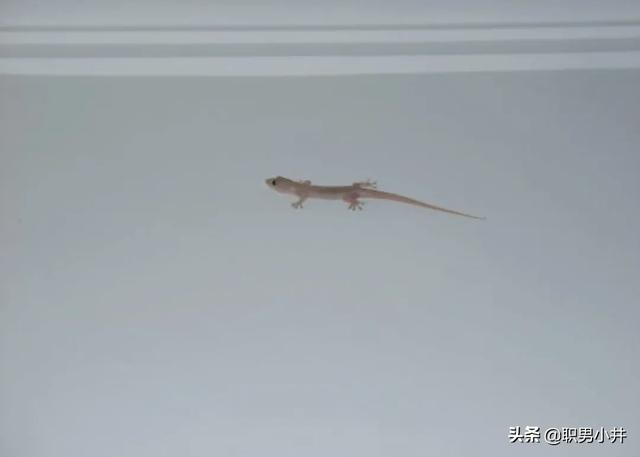 家里放个什么鬼不敢进,家里进了壁虎，要不要赶出去？