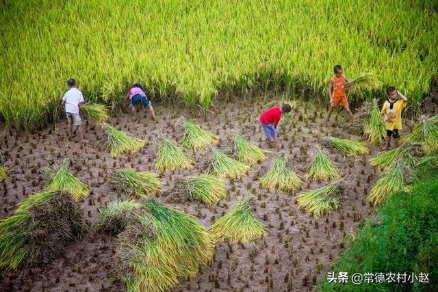 斗牛犬躲冰箱避暑:以前农村双抢的时候，他们怎样避暑？