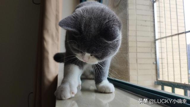 宠物情人调教法漫画贴吧:请问你养宠物，是你去适应宠物还是宠物去适应您？