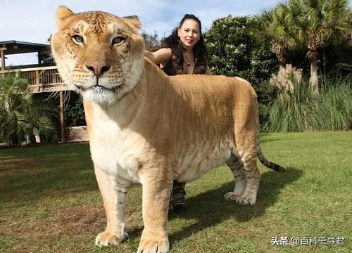 吼声最大的猫科动物:为什么猫科之王是老虎，不是狮子？