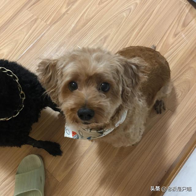 体味最小的狗品种:柯基犬有体味么?体味大么?掉毛严重么？