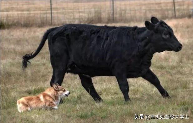 柯基犬幼犬:柯基狗为什么在进化中没死掉？