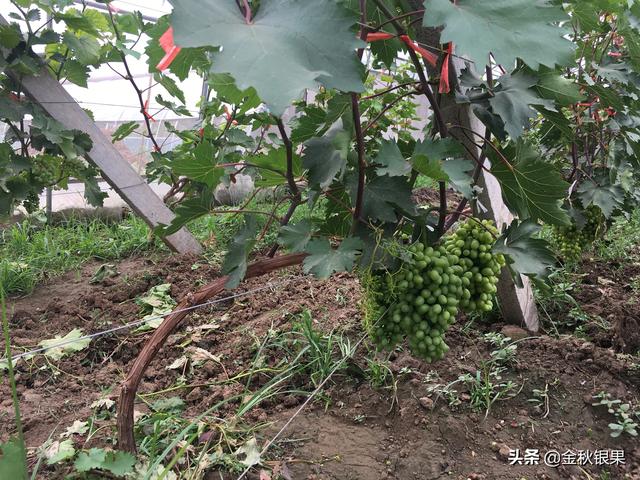 市面上的土豆越来越大，究竟和膨大剂有没有关系？你会吃吗？插图5