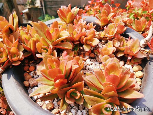 虹之玉锦:虹之玉开花了，该怎么养？