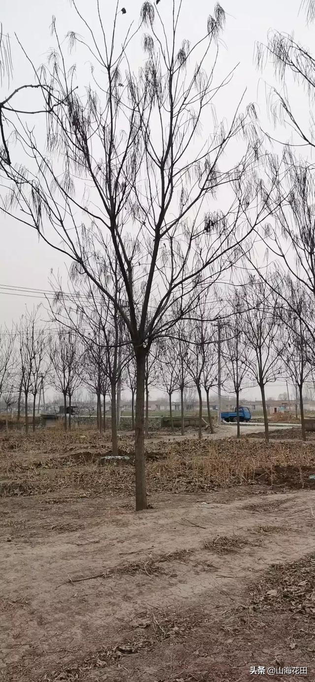 绿篱植物:四季常绿，可以做绿篱的植物有哪些？