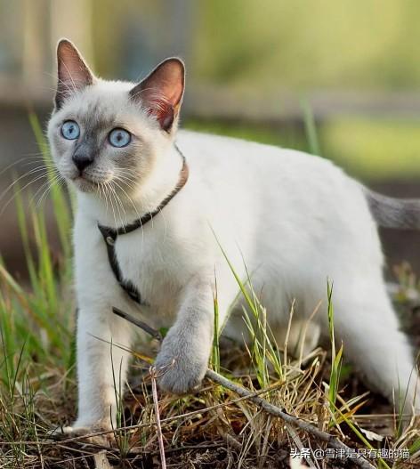 无毛猫能开价到一千多,为什么感觉东北那边买猫那么便宜呢？