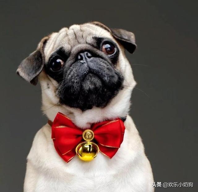 英牛犬体臭还是恶霸犬体臭:导致巴哥犬严重体臭的原因有哪些？