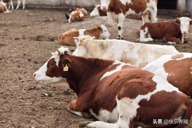 关于养牛知识点:有关养牛的基本知识 准备回家养牛，前辈们有哪些好的建议？