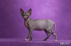 除了布偶猫之外,还有哪些猫咪很贵？