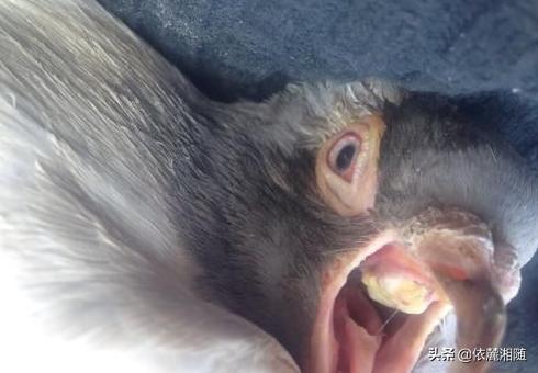 猫滴虫病的症状:鸽子清理了三天毛滴虫口腔还有黄色块状物怎么回事？