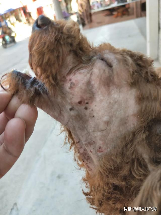 狗狗真菌性皮肤病用什么药