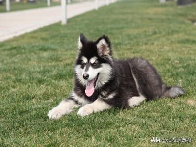 阿拉斯加犬性格忠实活泼:金毛、萨摩耶、阿拉斯加、边牧，这四种哪种适合第一次养狗的人？