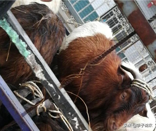 布氏杆菌病传染途径:布氏杆菌病人和人怎么传染 羊感染布病会传染给猪吗？