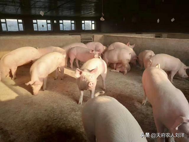 猪附红体病中药配方:母猪背上有发黑的脏东西是什么原因引起的？