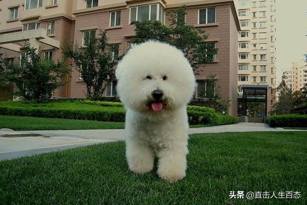 小比熊犬图片:比熊犬的智商和性格简介，比熊智商排名第几名？