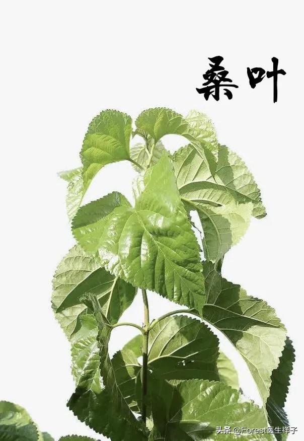 喝桑叶水真的能降血糖,降血脂吗?-百科网