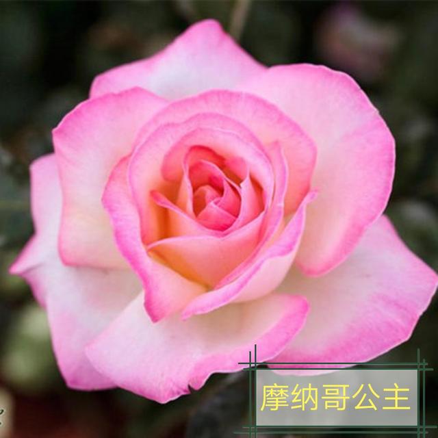 优秀月季花品种介绍百度网:名贵月季十大品种是哪些品种？