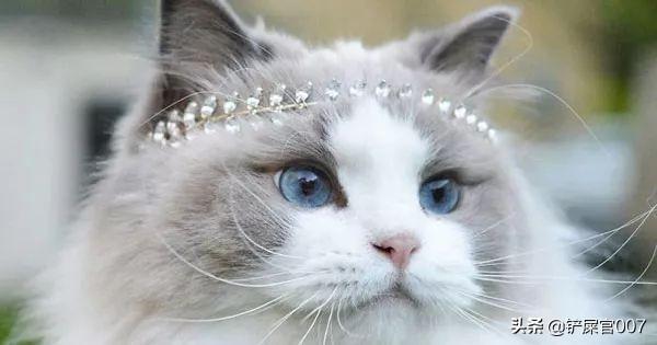 布偶猫吧的人有病: 布偶猫总是得猫癣，布偶猫的猫癣很常见吗？