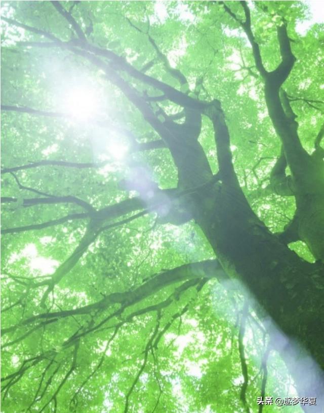 头条问答 - 为什么树叶茂密的一面朝南,树的年轮较密的一面向北?